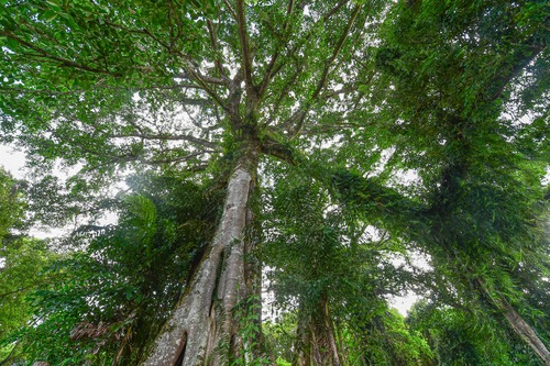 廣西來賓：以林長制優服務強保障壯實體 全力推動經濟高質量發展